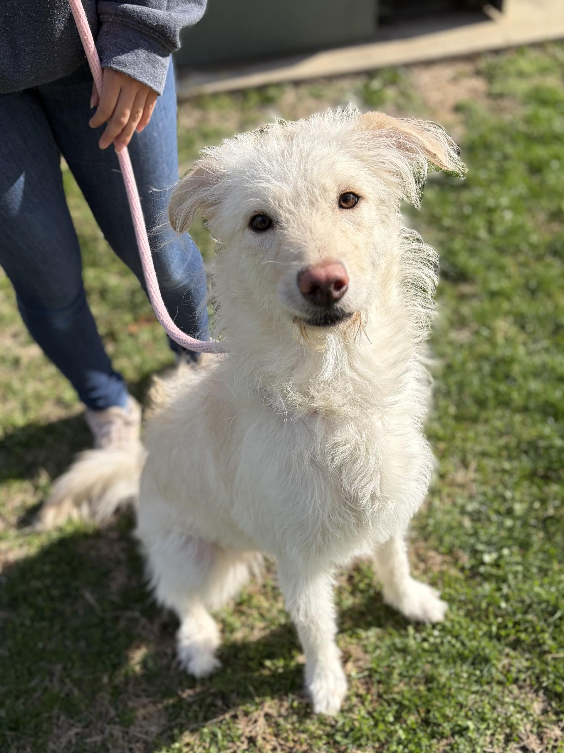 Enlarge Nesta, a ADOPTABLE mixed breed in Winchester, VA image 2/4