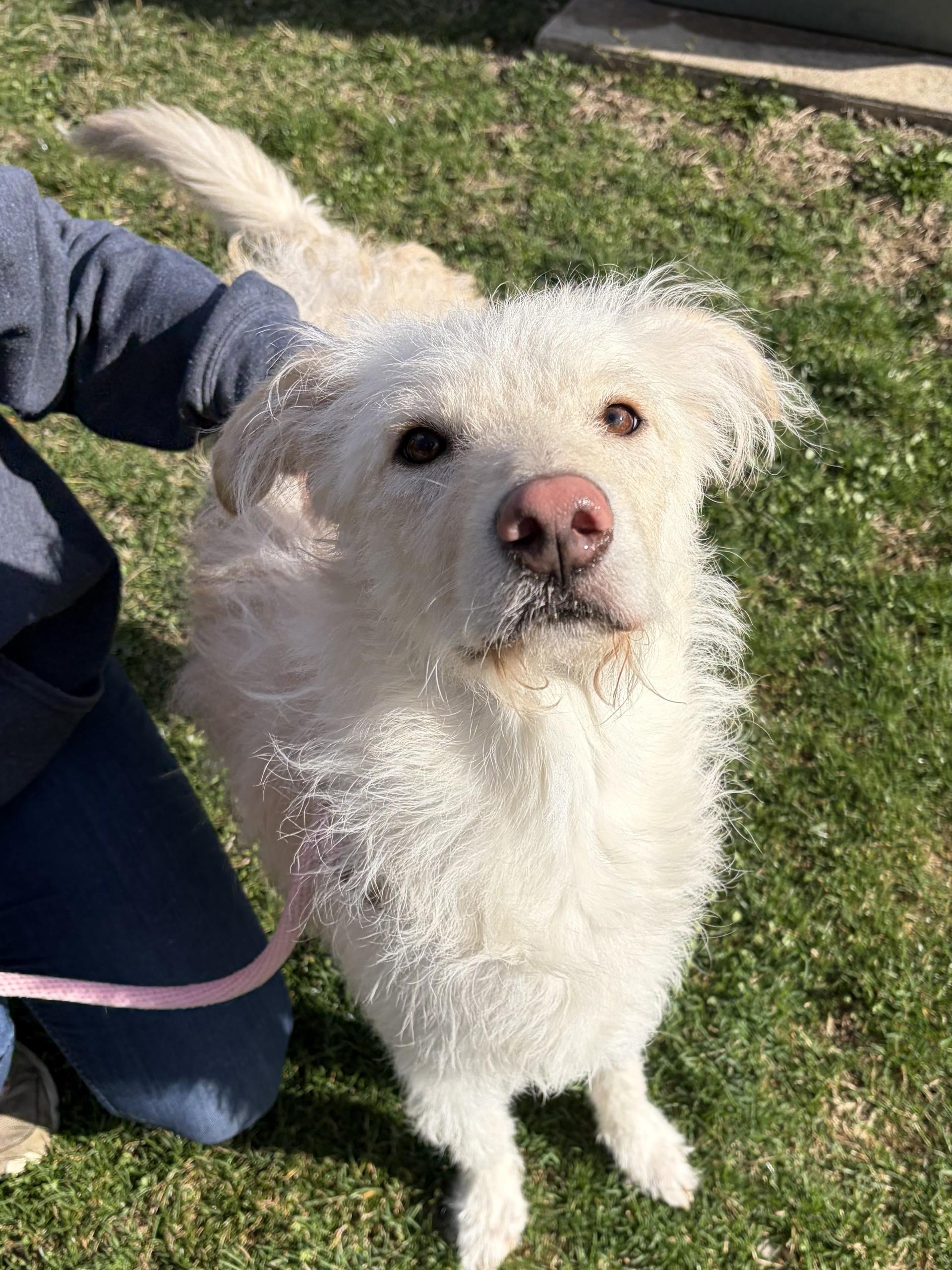 Enlarge Nesta, a ADOPTABLE mixed breed in Winchester, VA image 3/4