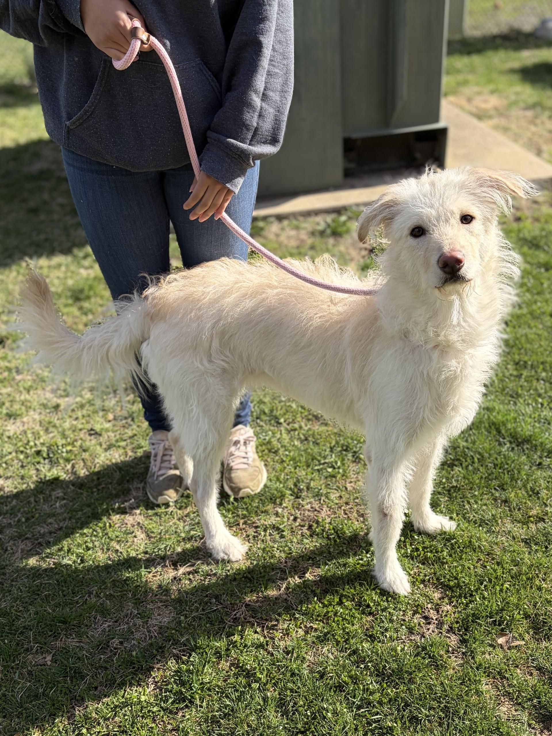 Nesta, ADOPTABLE, Young Female Terrier.