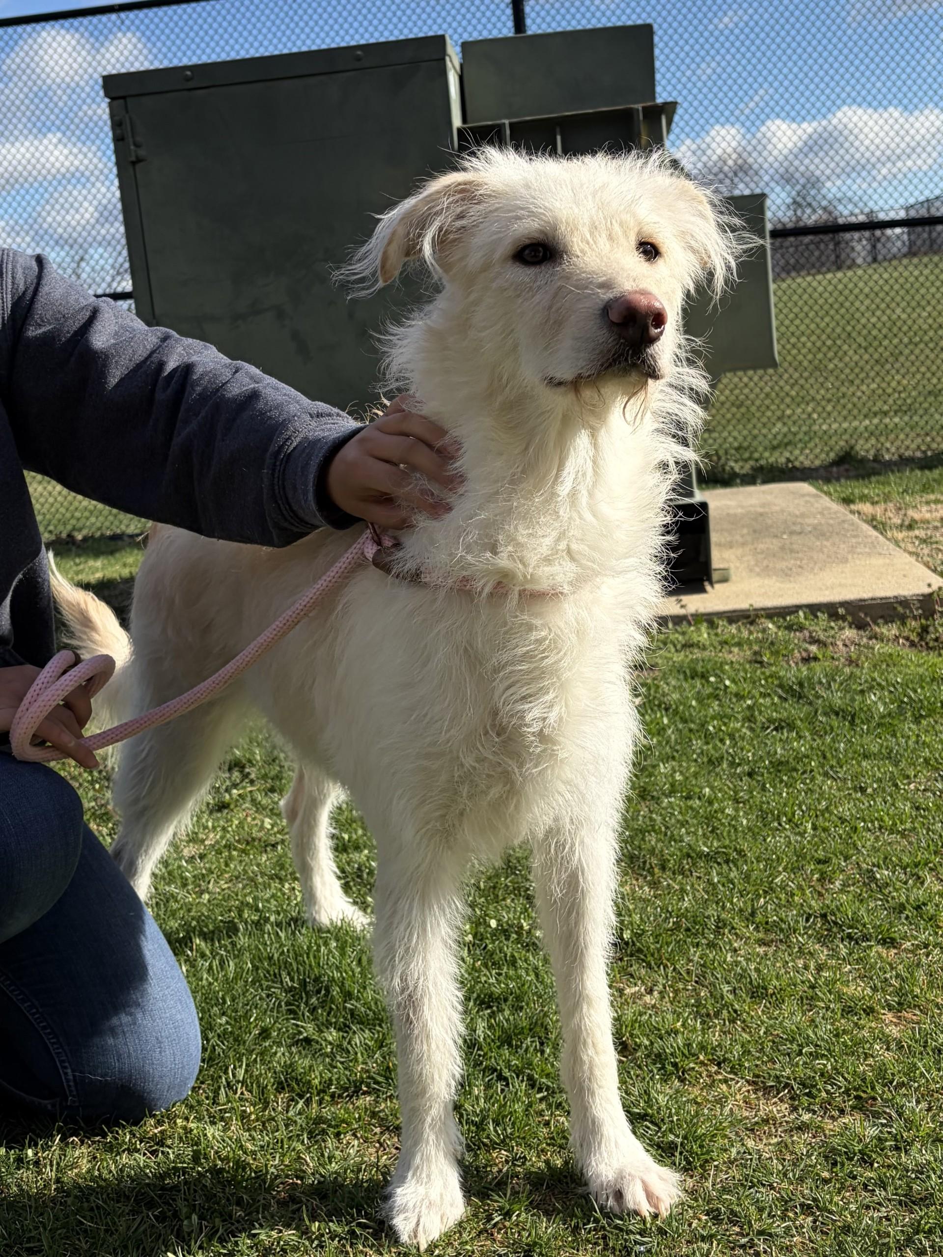 Enlarge Nesta, a ADOPTABLE mixed breed in Winchester, VA image 4/4