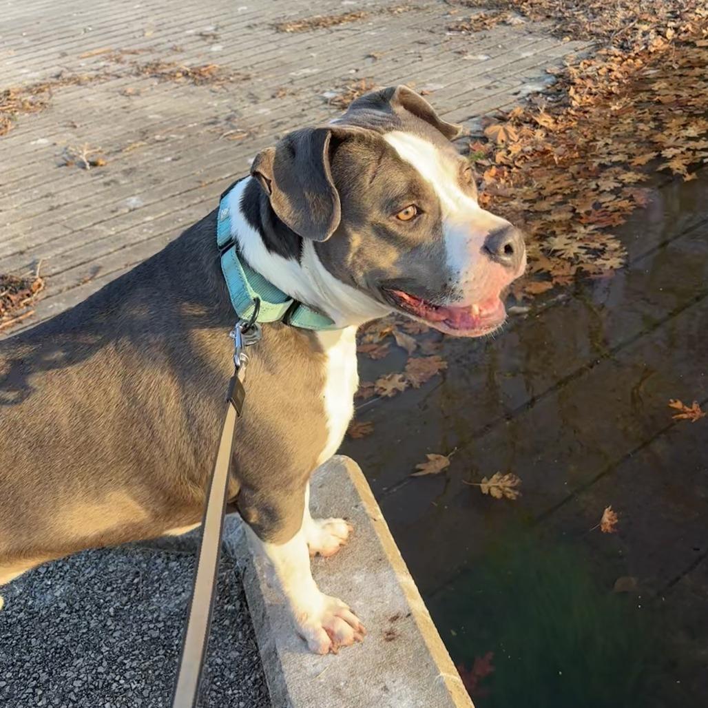 Buddy the Elf, Adoptable, Adult Male Mixed Breed.