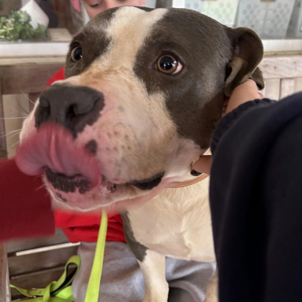 Buddy the Elf, Adoptable, Adult Male Mixed Breed.