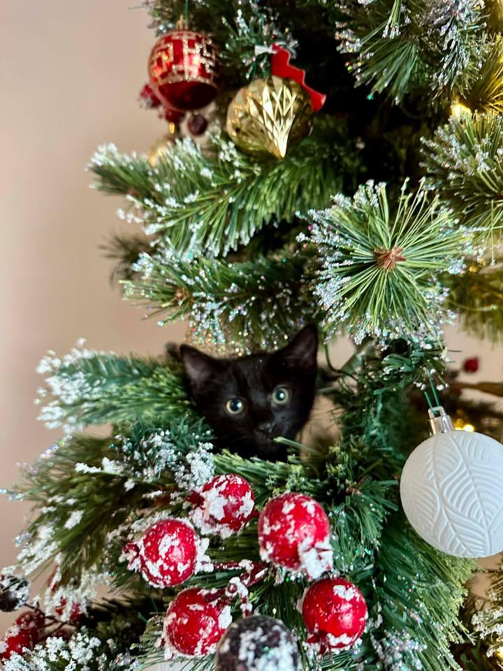 Furr-gie, Adopted, Young Female Domestic Short Hair.