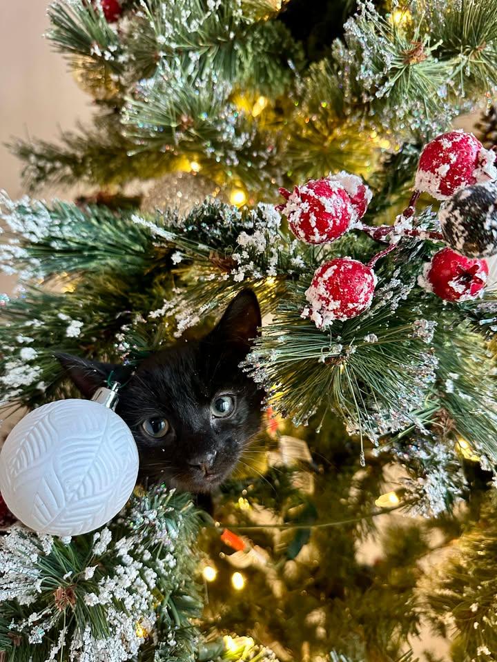 Enlarge Furr-gie, a Adopted Domestic Short Hair in Moncks Corner, SC image 2/5