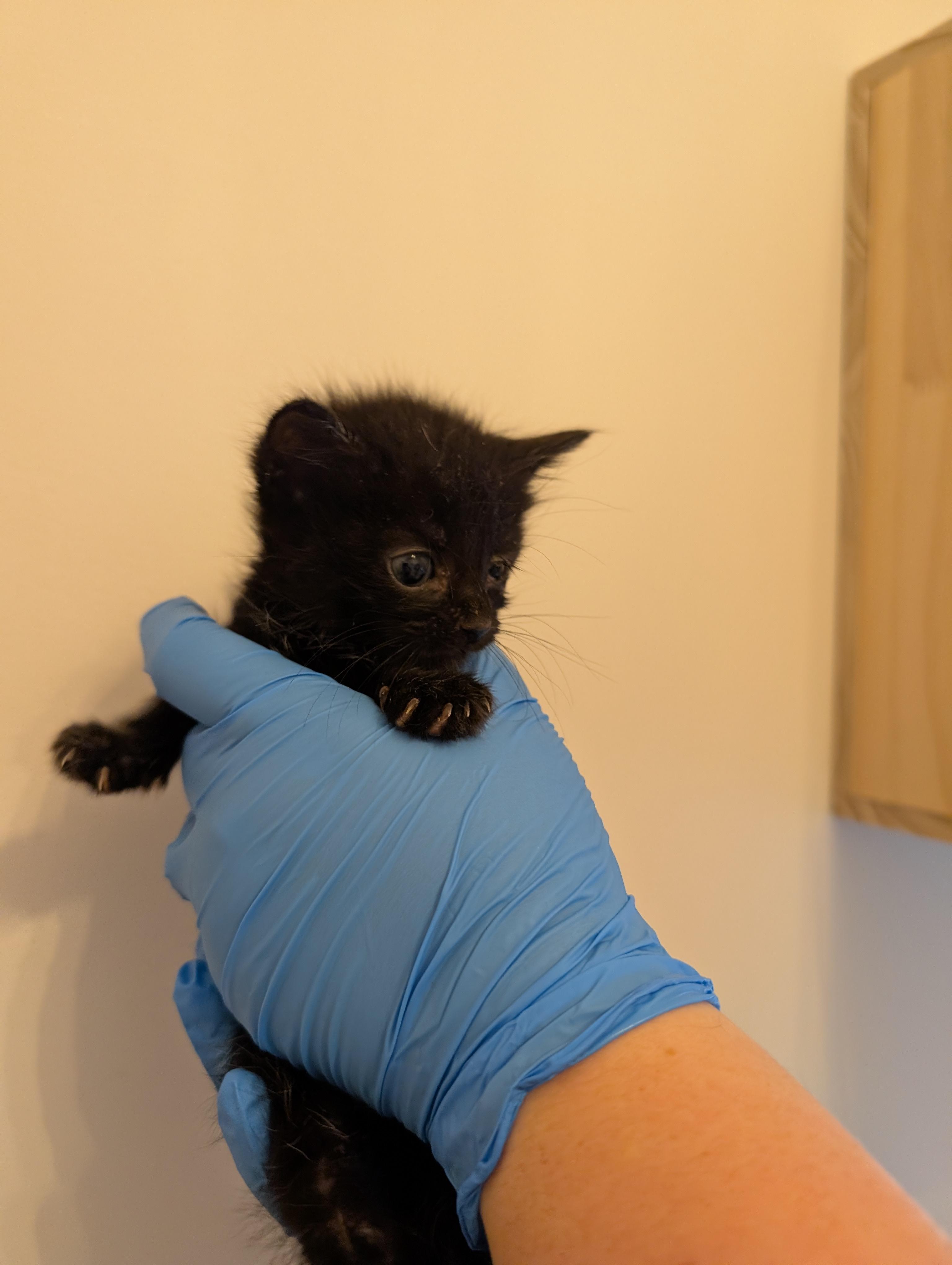 Enlarge Furr-gie, a Adopted Domestic Short Hair in Moncks Corner, SC image 3/5