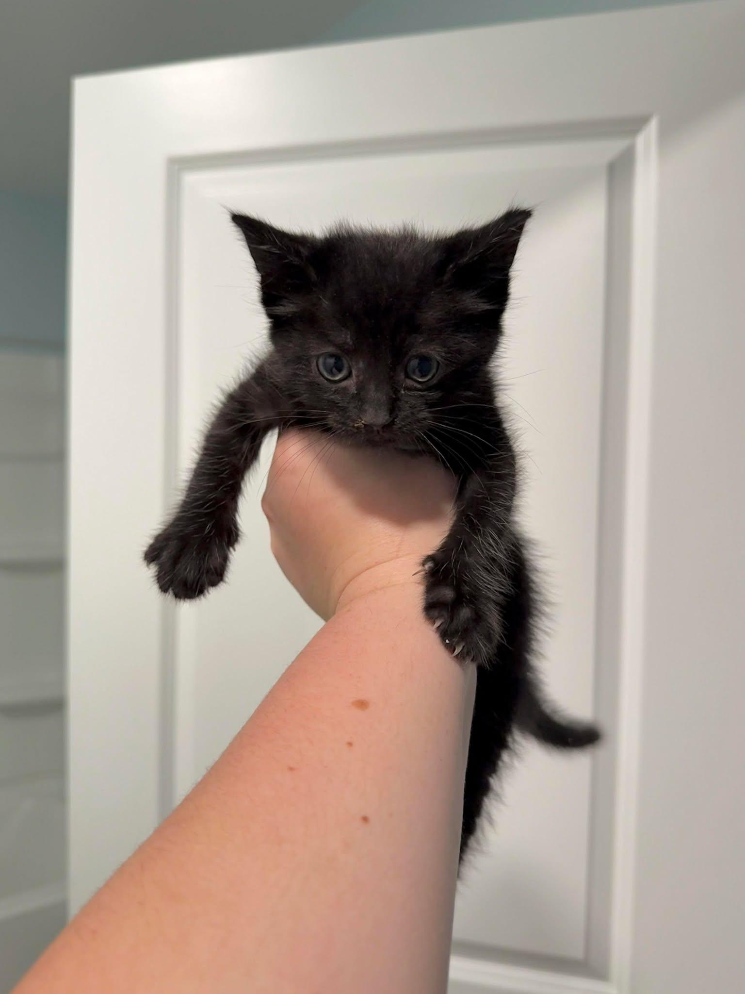 Enlarge Furr-gie, a Adopted Domestic Short Hair in Moncks Corner, SC image 4/5