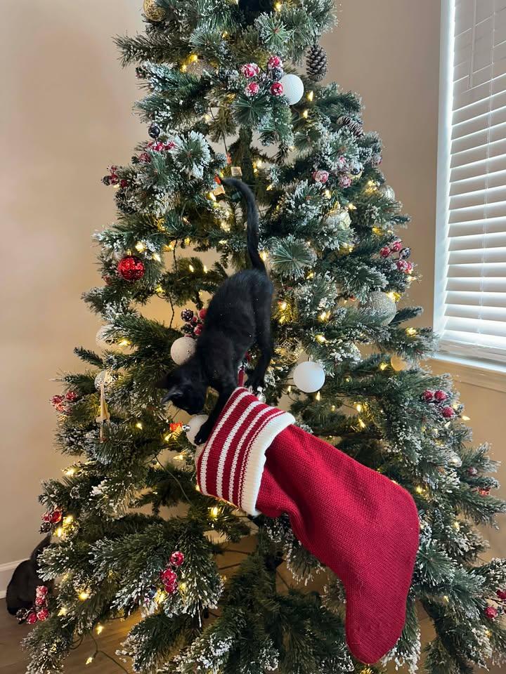 Enlarge Furr-gie, a Adopted Domestic Short Hair in Moncks Corner, SC image 5/5