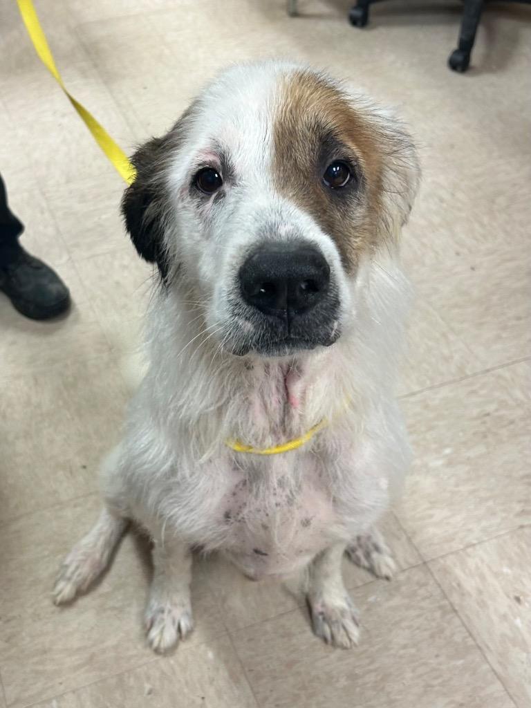 Enlarge Buddha, a Adoptable mixed breed in Benton, AR image 2/4