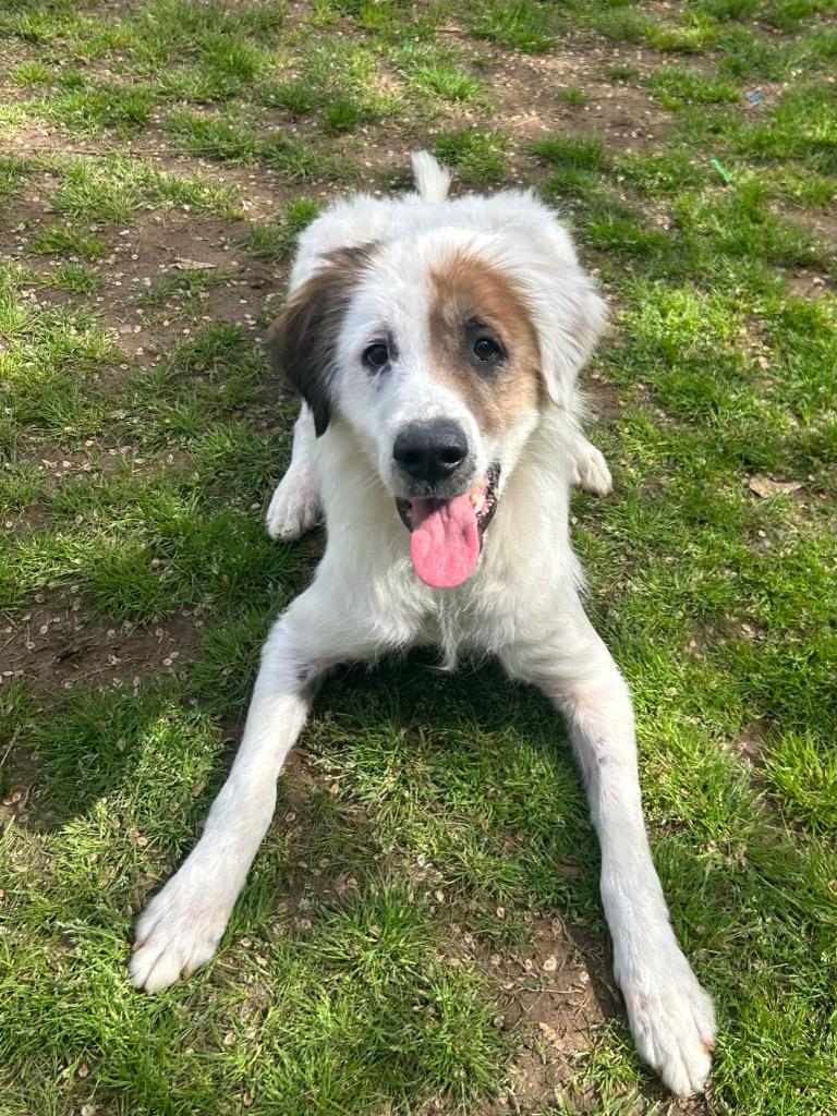 Enlarge Buddha, a Adoptable mixed breed in Benton, AR image 3/4