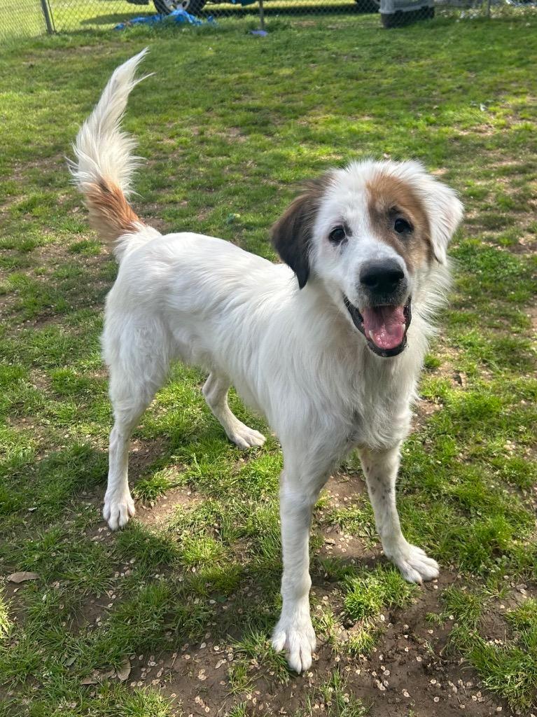 Enlarge Buddha, a Adoptable mixed breed in Benton, AR image 4/4
