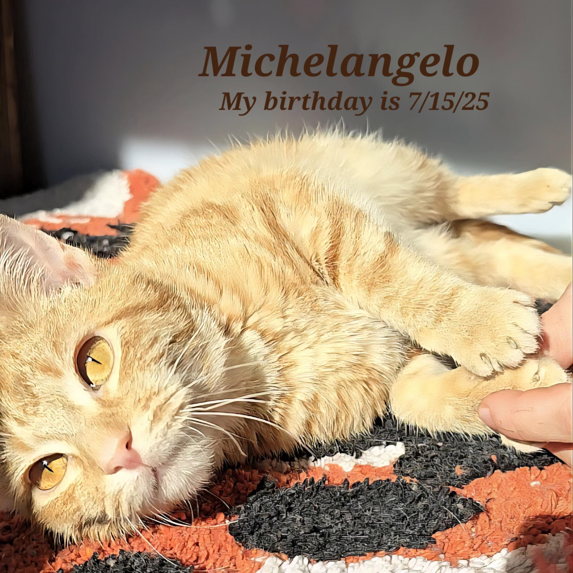 Enlarge Michelangelo, a Adoptable Domestic Short Hair in Quincy , OH image 1/1