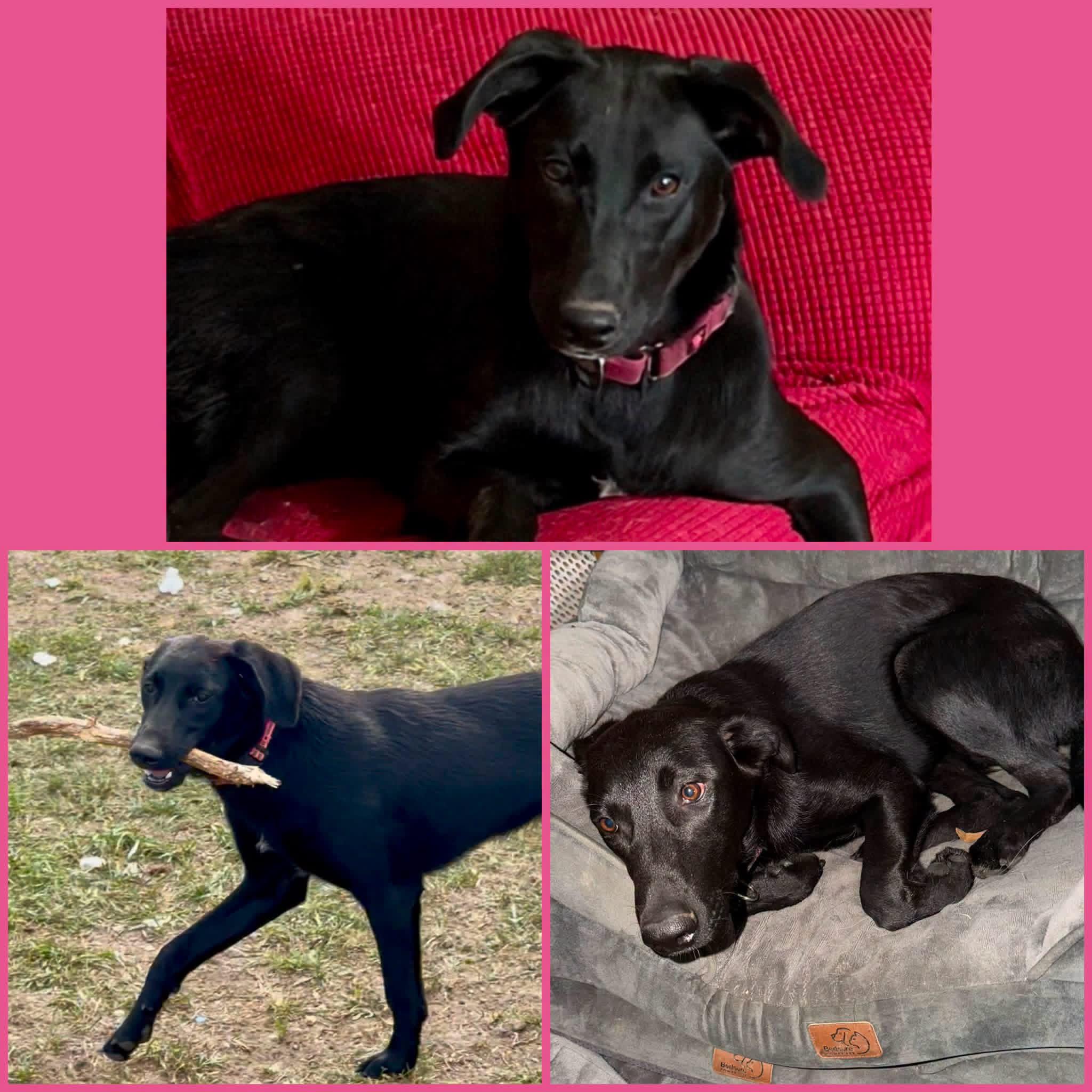 Enlarge Hazel, a Adoptable mixed breed in YALE, SD image 4/5