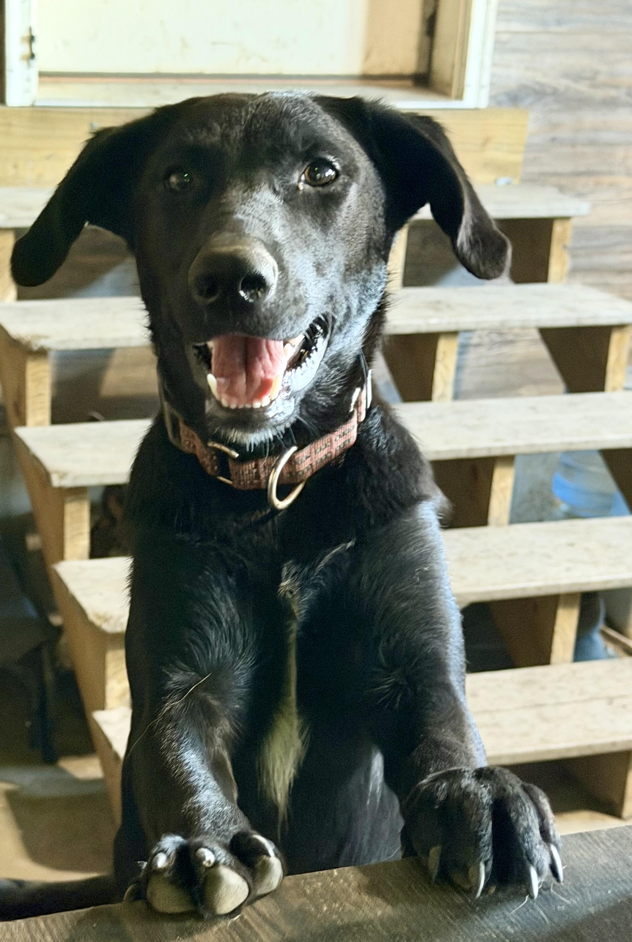 Enlarge Hazel, a Adoptable mixed breed in YALE, SD image 5/5