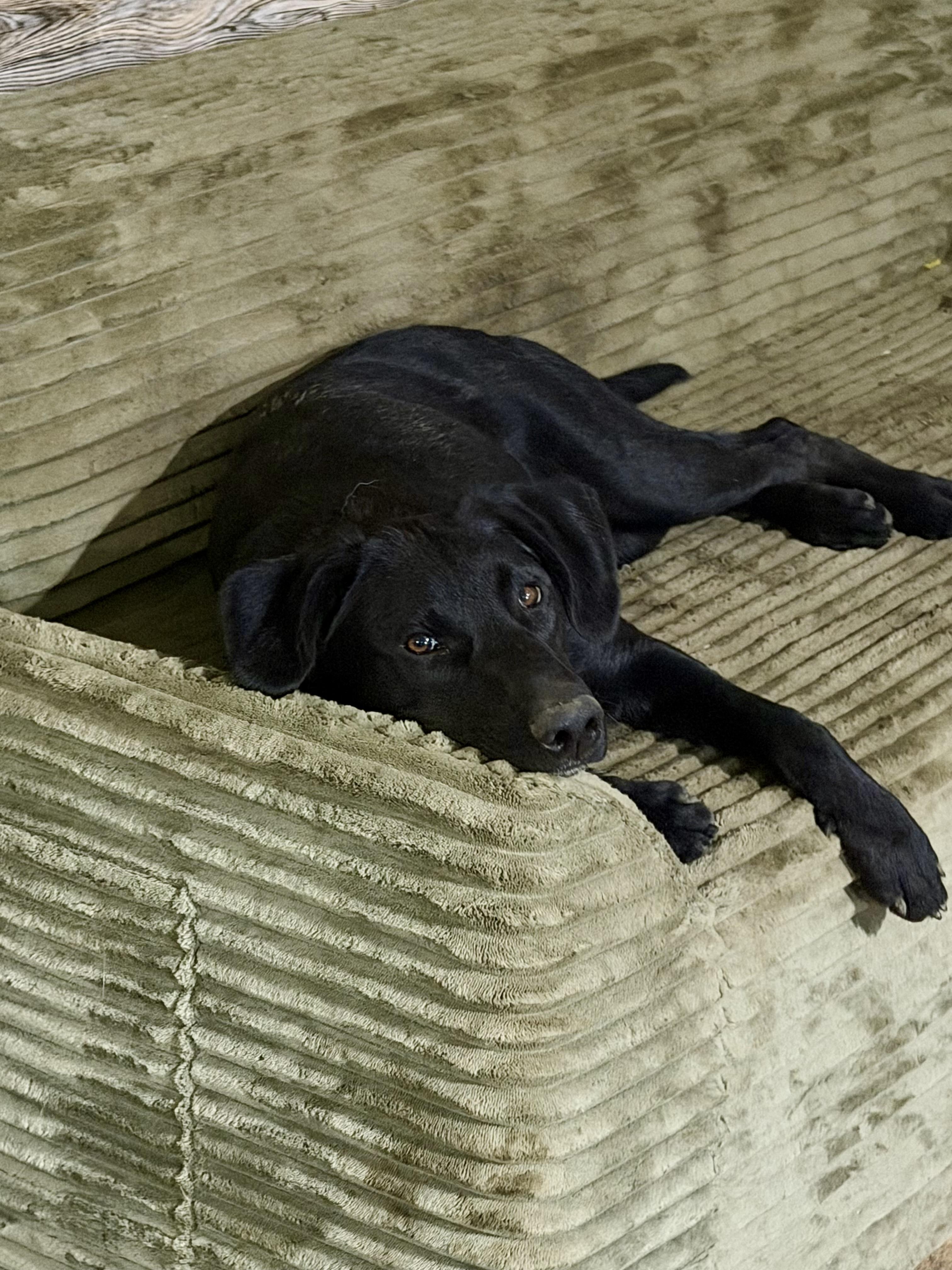 Hazel, Adoptable, Young Female Black Labrador Retriever.