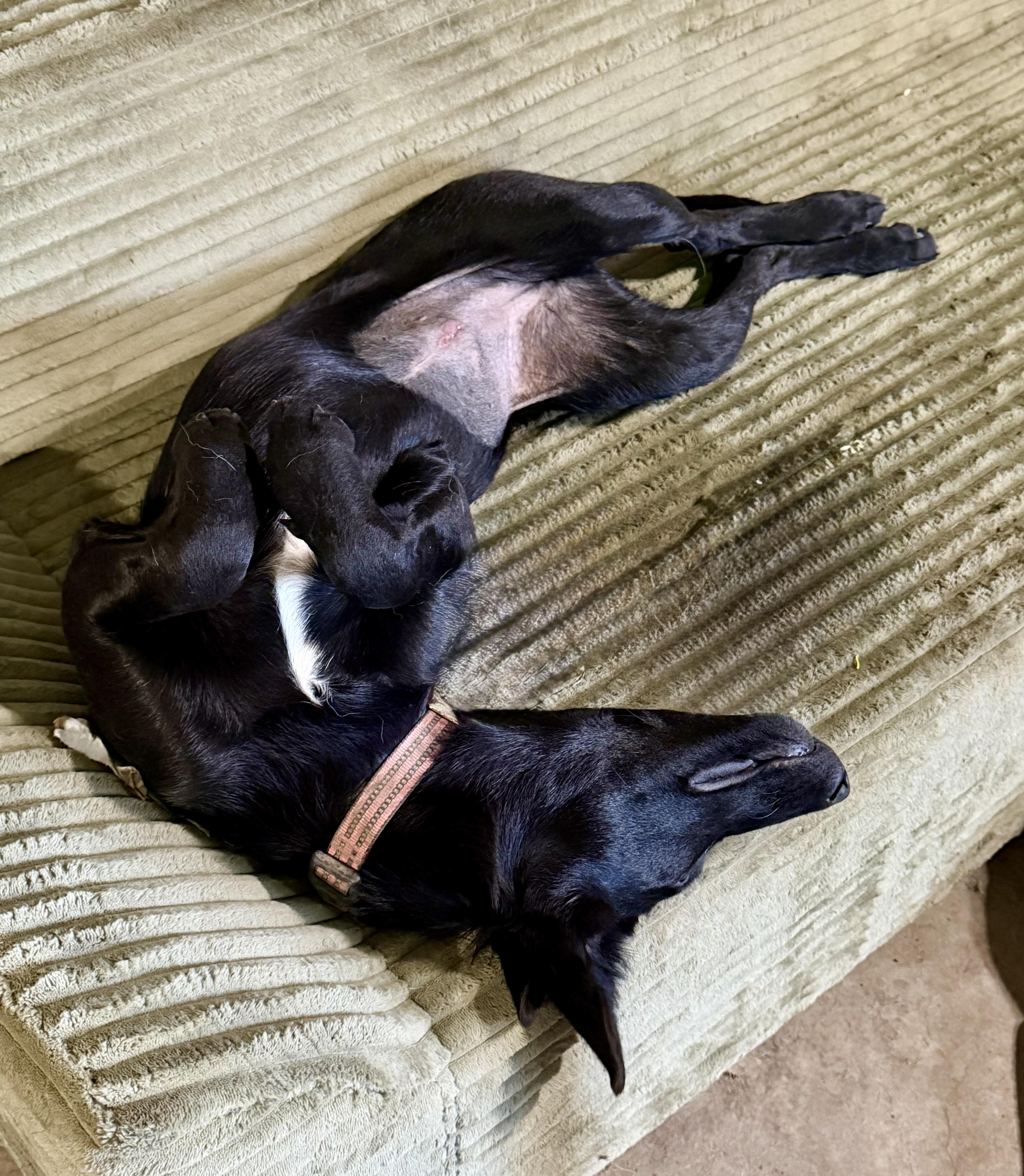 Enlarge Hazel, a Adoptable mixed breed in YALE, SD image 3/5
