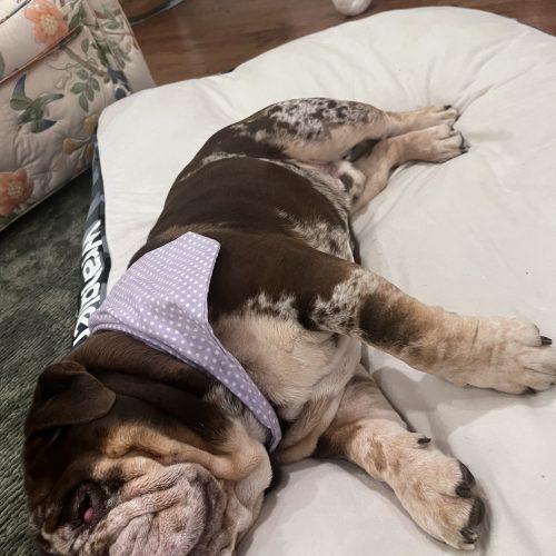 Gunner, Adoptable, Young Male English Bulldog.