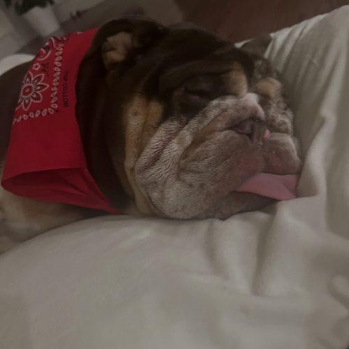 Enlarge Gunner, a Adoptable English Bulldog in Chicago, IL image 2/5