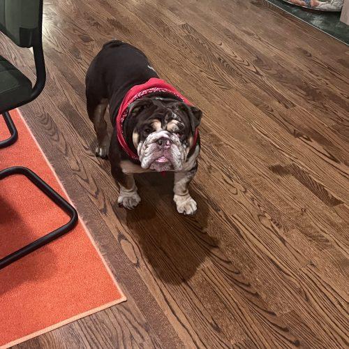 Enlarge Gunner, a Adoptable English Bulldog in Chicago, IL image 3/5