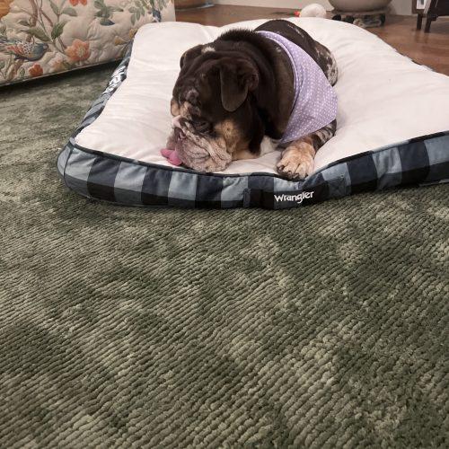 Enlarge Gunner, a Adoptable English Bulldog in Chicago, IL image 4/5