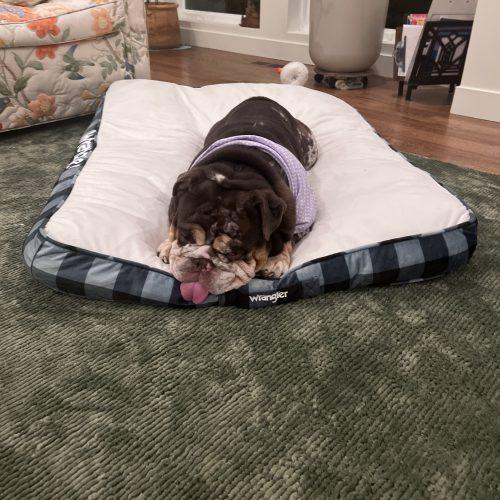 Enlarge Gunner, a Adoptable English Bulldog in Chicago, IL image 5/5