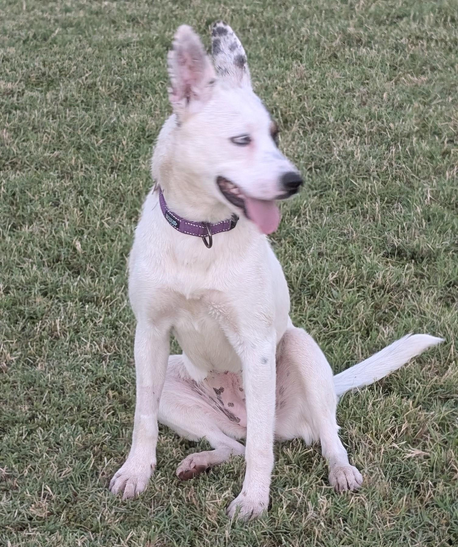 Enlarge Patches4, a Adoptable mixed breed in Scottsdale, AZ image 2/3