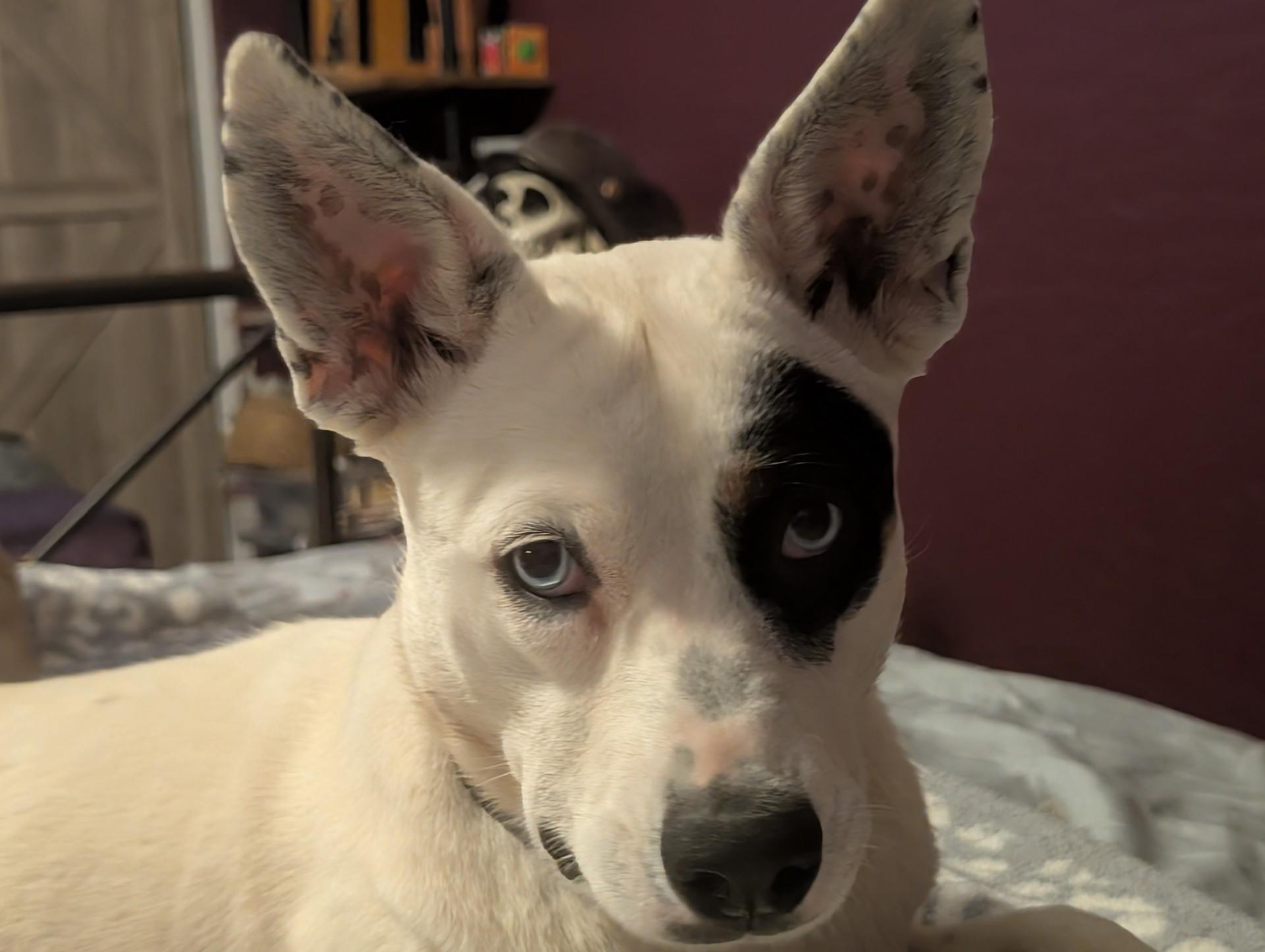 Enlarge Patches4, a Adoptable mixed breed in Scottsdale, AZ image 3/3