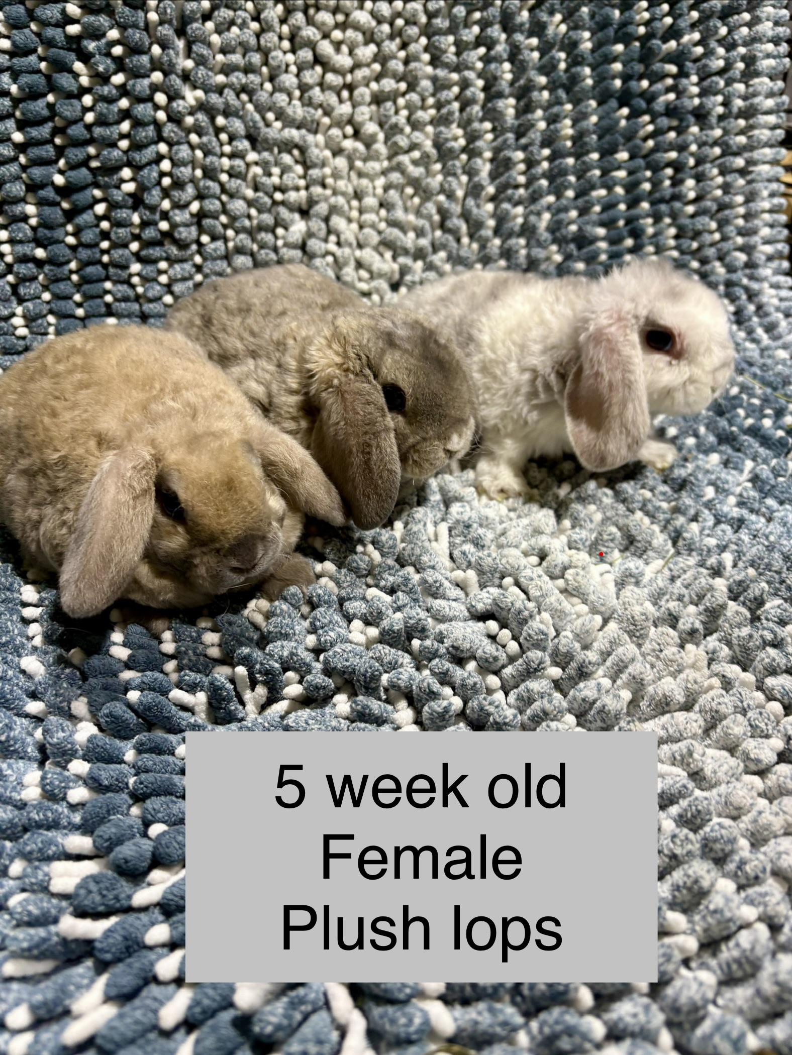 Plush lop babies , ADOPTABLE, Baby Female Holland Lop & Rex.
