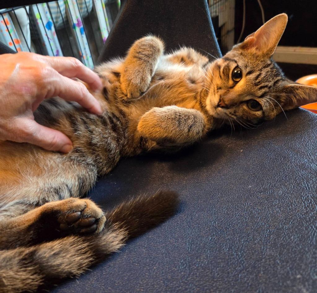 Eliott, Adoptable, Kitten Male Domestic Short Hair.