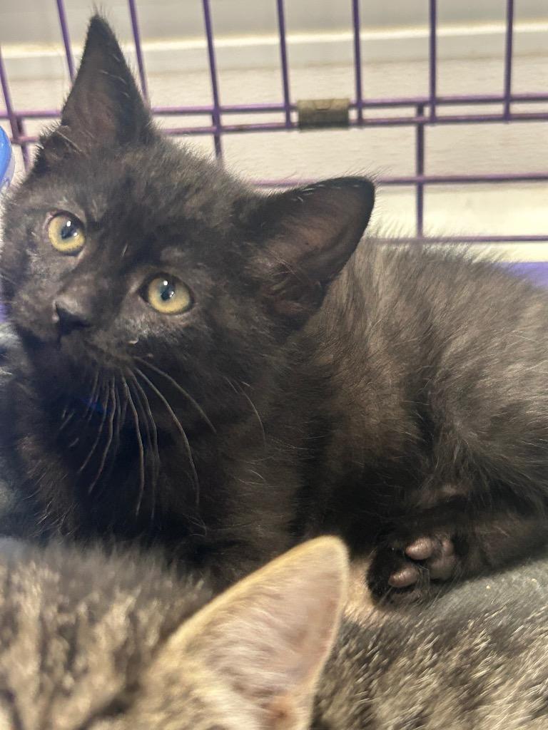 Enlarge Elliot PA, a Adopted mixed breed in Denham Springs, LA image 1/1