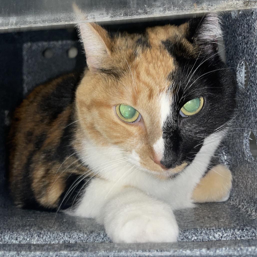 Harley Quinn, Adoptable, Senior Female Domestic Short Hair.