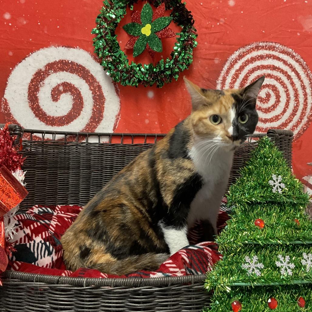 Enlarge Harley Quinn, a Adoptable Domestic Short Hair in Henderson, NV image 2/3