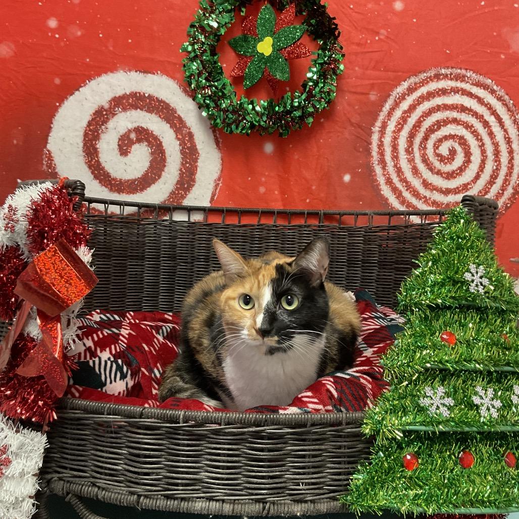 Enlarge Harley Quinn, a Adoptable Domestic Short Hair in Henderson, NV image 3/3