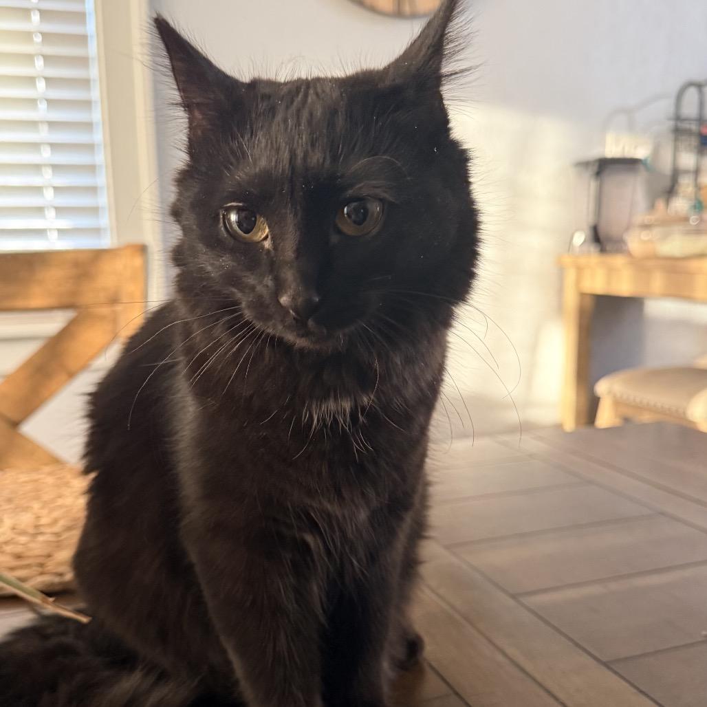 Shadow, Adoptable, Young Female Domestic Short Hair.