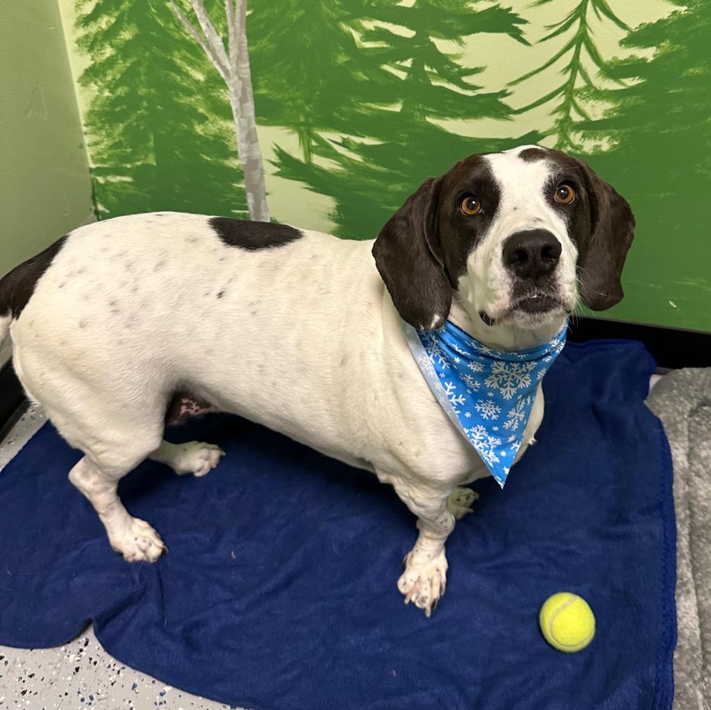 Piper, Adoptable, Adult Female Basset Hound.