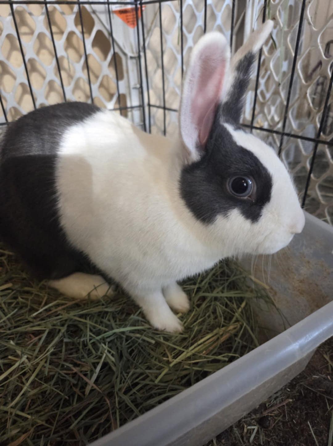 Blueberry, Adult Female unknown