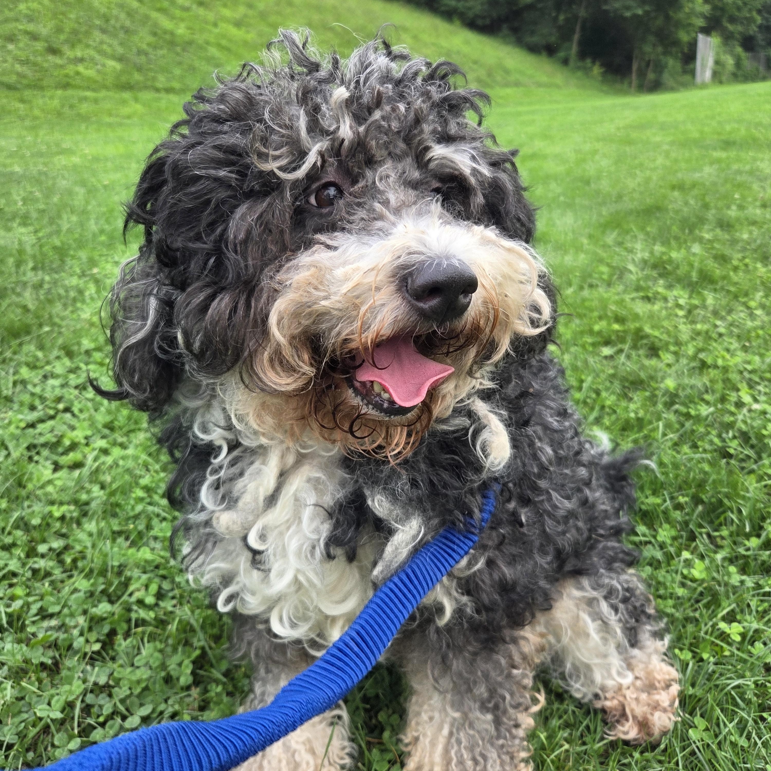 Enlarge Shaka, a ADOPTABLE Bernadoodle in PITTSBURGH, PA image 4/4