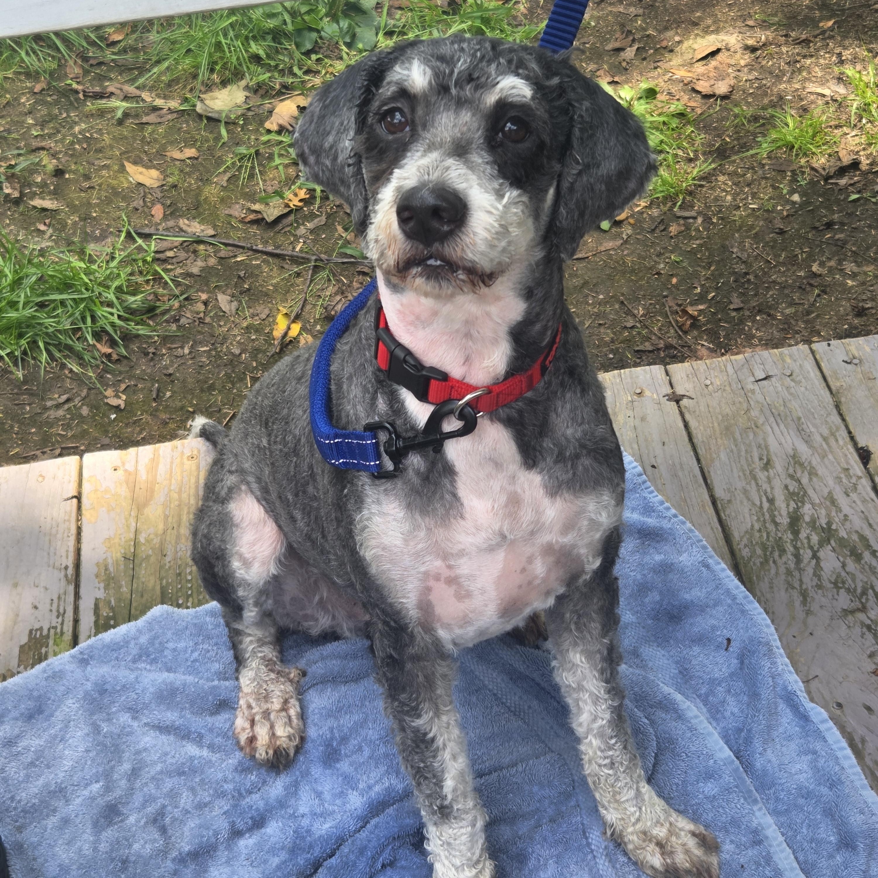 Shaka, ADOPTABLE, Adult Male Bernadoodle.