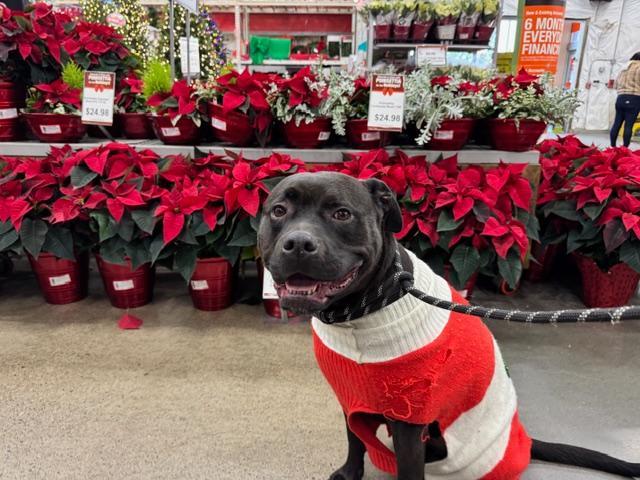 Enlarge Ella, an adopted Rottweiler in Milwaukie, OR image 1/1