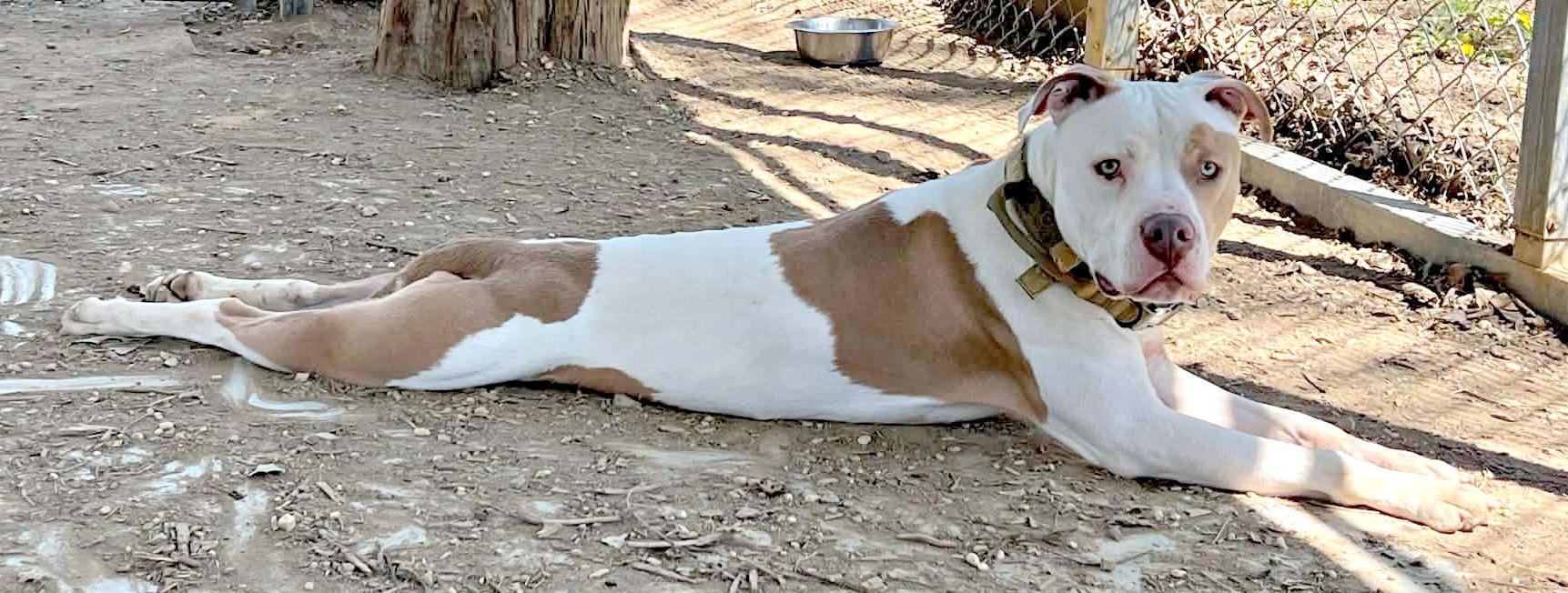 Enlarge Bones, a Adoptable Pit Bull Terrier in Lexington, VA image 3/3