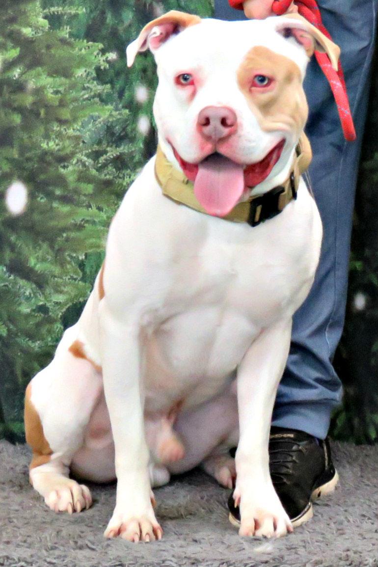 Enlarge Bones, a ADOPTABLE Pit Bull Terrier in Lexington, VA image 1/1
