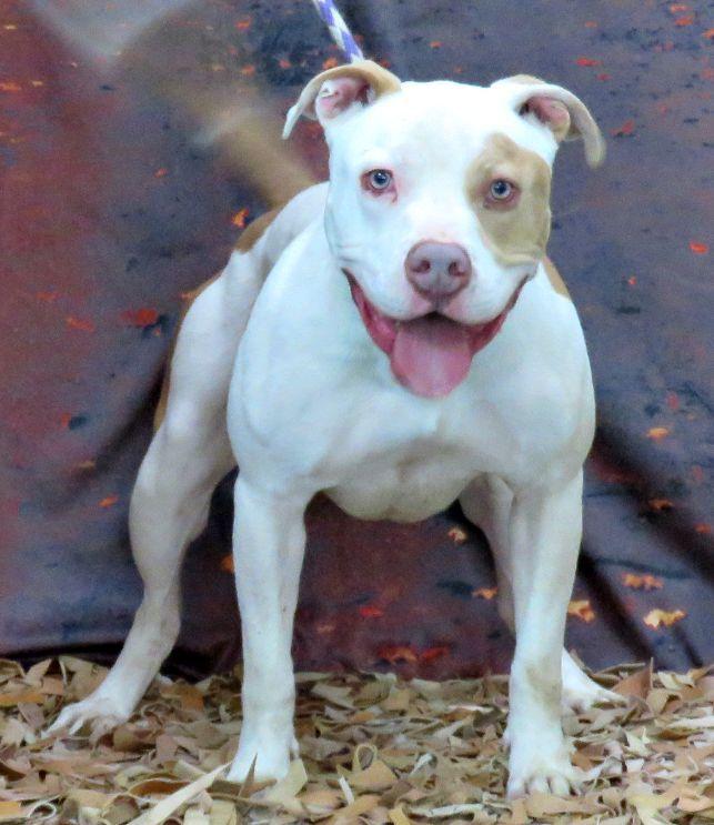 Bones, Adoptable, Adult Male Pit Bull Terrier.