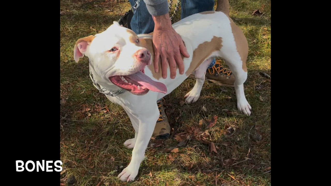 Enlarge Bones, a ADOPTABLE Pit Bull Terrier in Lexington, VA video 2/2