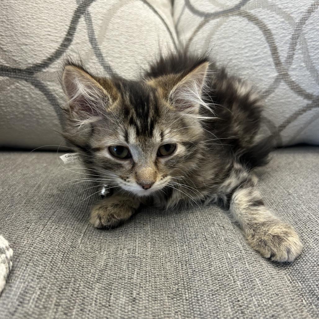 Flora, Adoptable, Kitten Female Domestic Medium Hair.