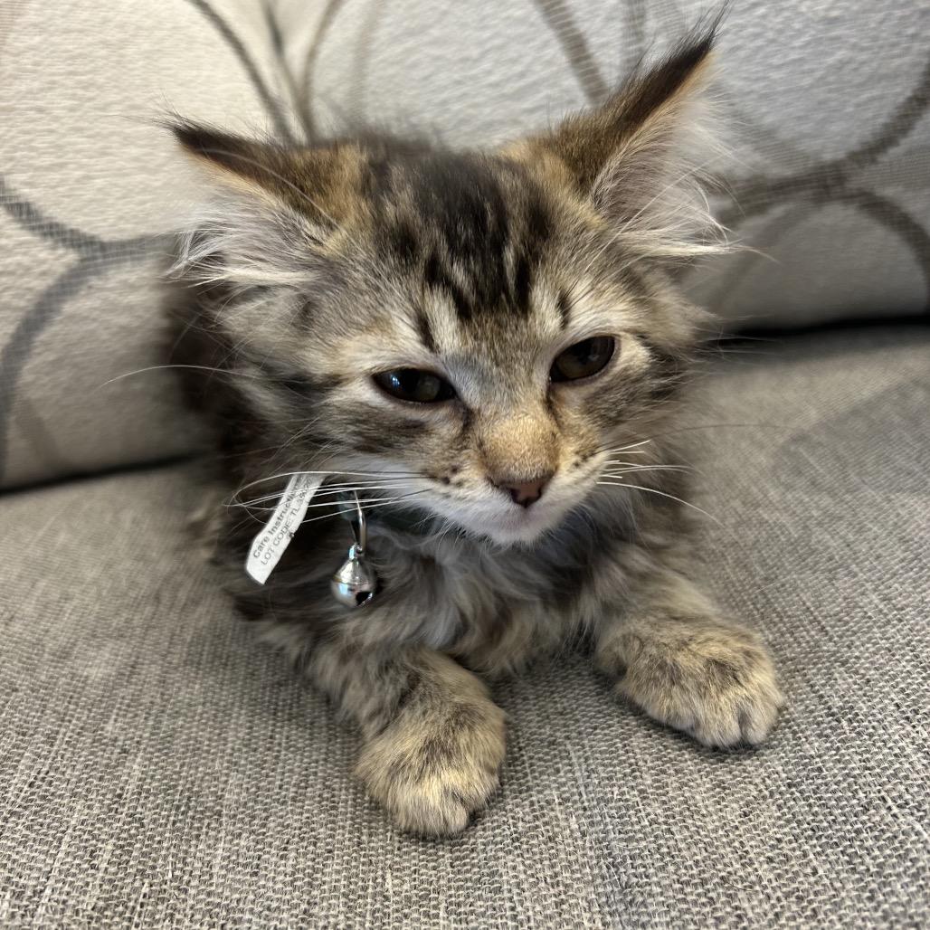 Flora, a Adoptable Domestic Medium Hair in Park City, UT image 2/3