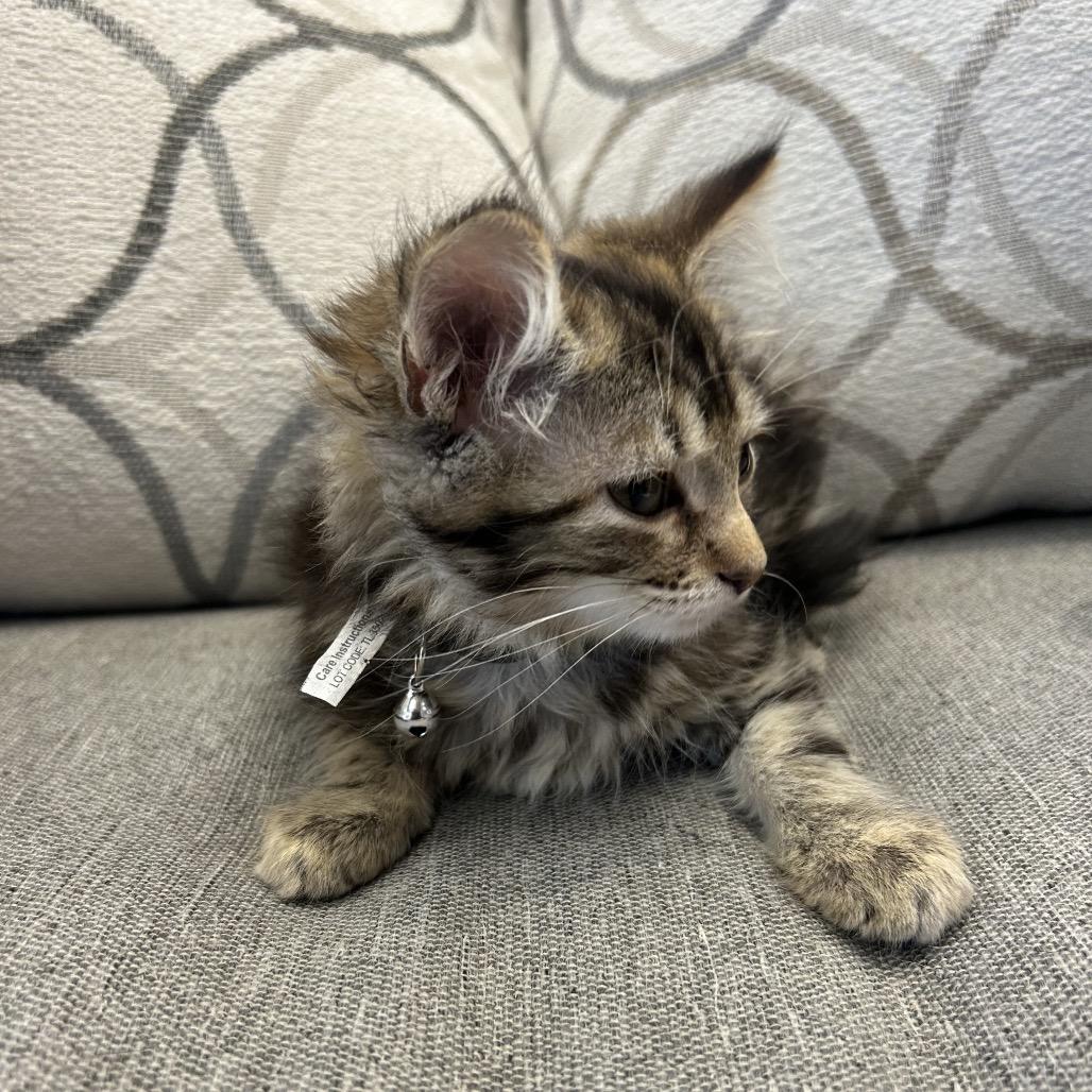 Flora, a Adoptable Domestic Medium Hair in Park City, UT image 3/3