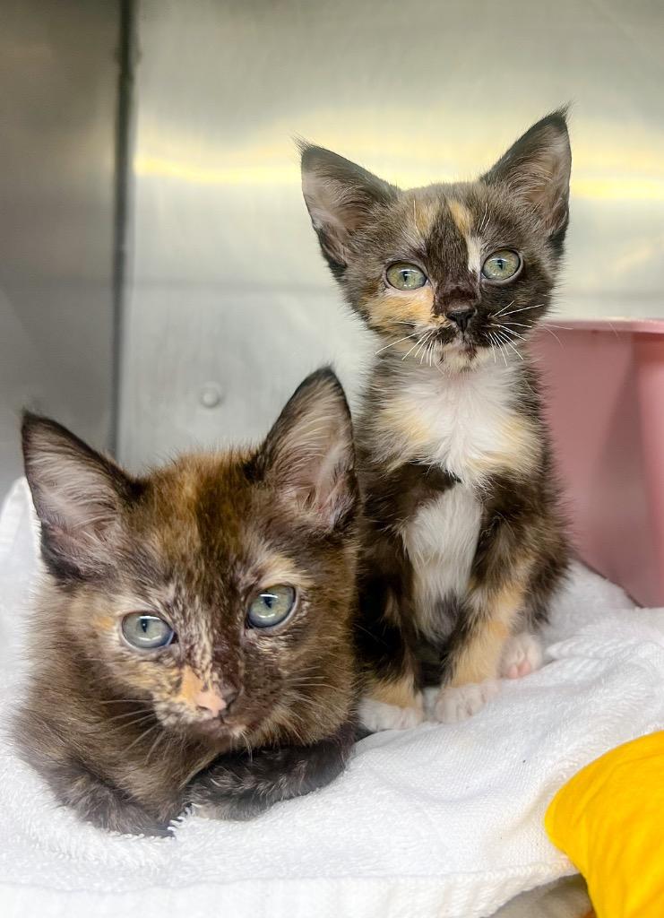 Emma, Adopted, Kitten Female Domestic Short Hair.