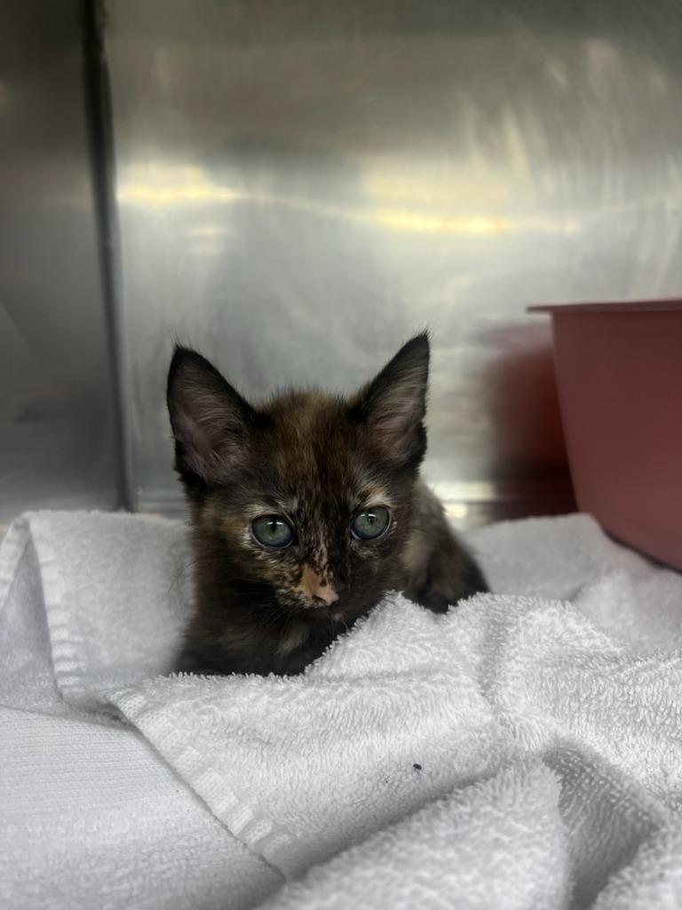 Enlarge Emma, a Adopted mixed breed in Murray, KY image 2/2