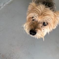 TATEN, a Adopted Yorkshire Terrier in Columbus, MS image 1/3