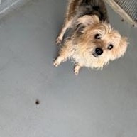 TATEN, a Adopted Yorkshire Terrier in Columbus, MS image 3/3