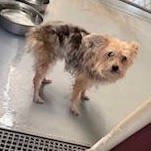 TATEN, a Adopted Yorkshire Terrier in Columbus, MS image 2/3